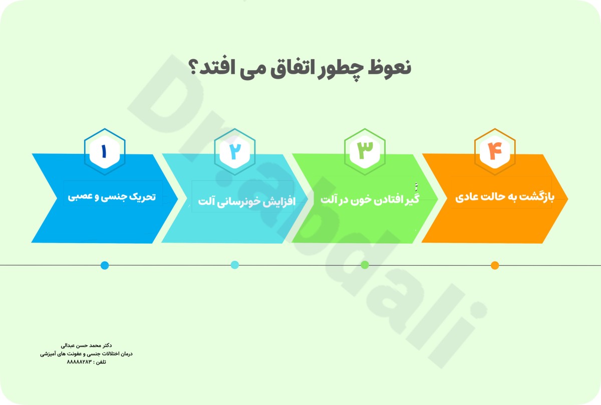 اینفوگرافی مکانیزم نعوظ