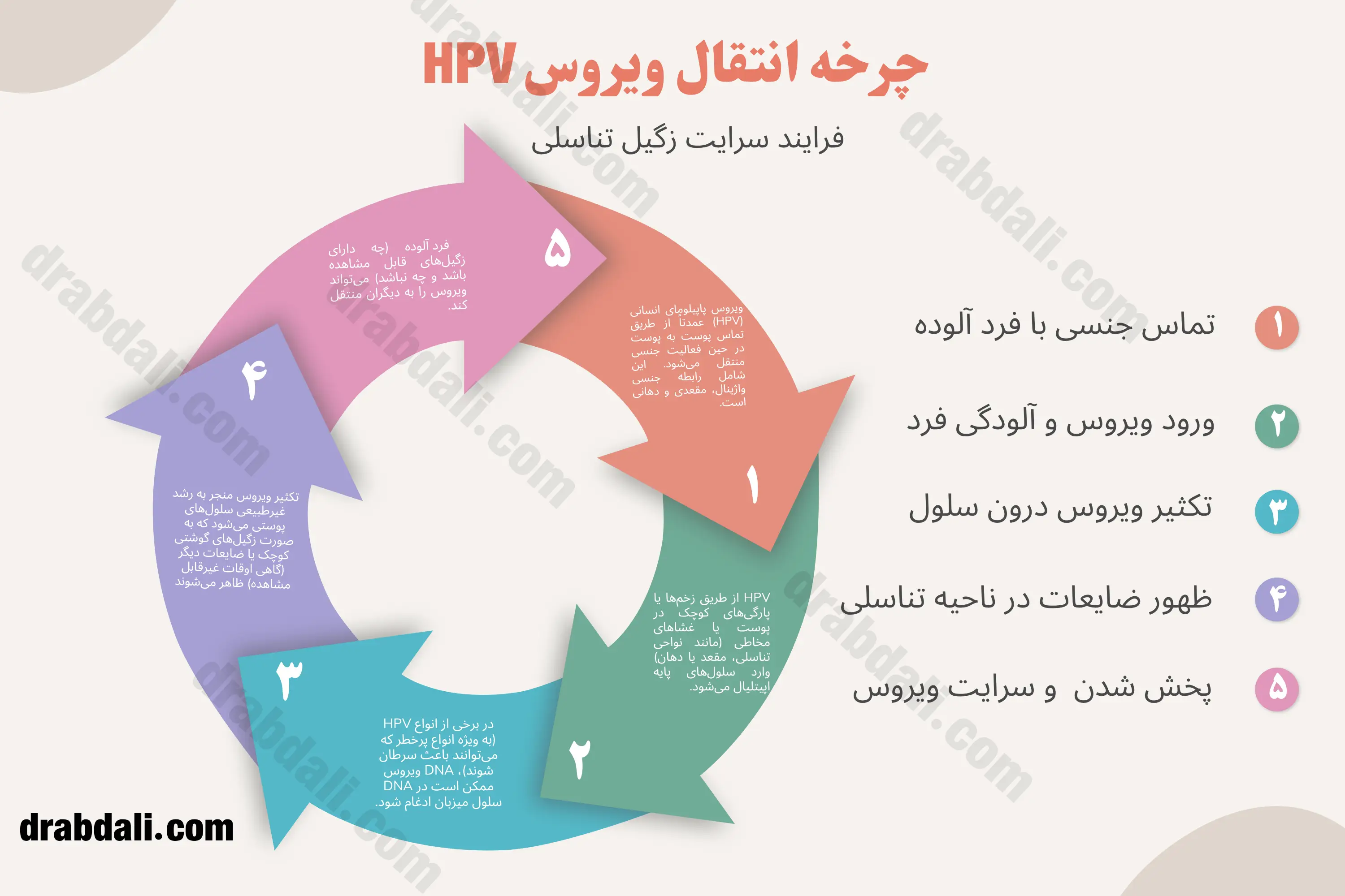 اینفوگرافی چرخه انتقال زگیل تناسلی